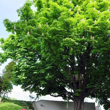 아파트 Castle Hill 브라티슬라바